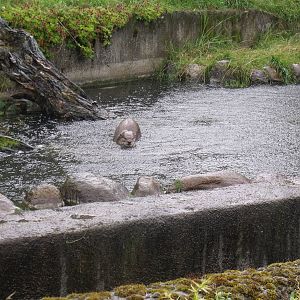 Smooth-coated Otters