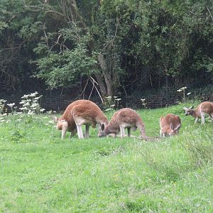 Red Kangaroo family