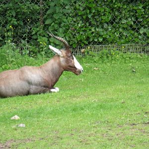 Blesbok
