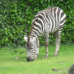 Grant's Zebra