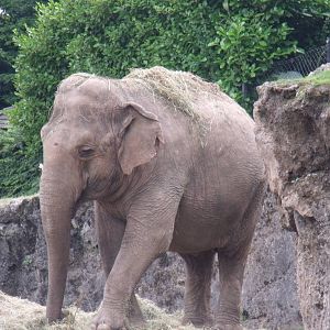 Asian Elephant