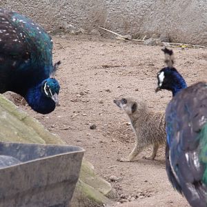 Meerkat/Peacock standoff