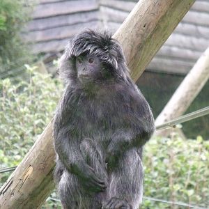 Javan Brown Langur