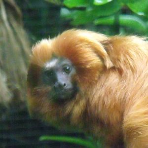 Golden Lion Tamarin