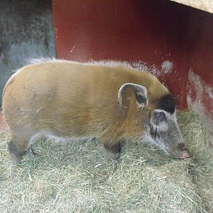 Red River Hog