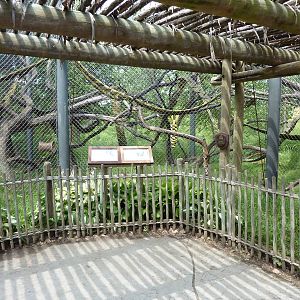 Nganda Village - DeBrazza/Colobus Monkey Enclosure