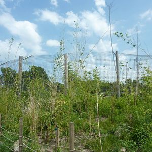 Tiger Trek - Exterior View Of Tiger Exhibit