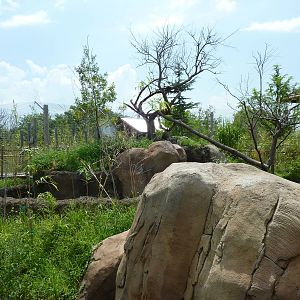 Tiger Trek - Red Panda Exhibit