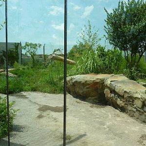 Tiger Trek - Tiger Exhibit