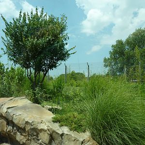Tiger Trek - Tiger Exhibit