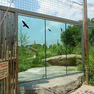 Tiger Trek - Tiger Exhibit