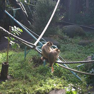 Brooklands Zoo - Black-capped Capuchin Exhibit