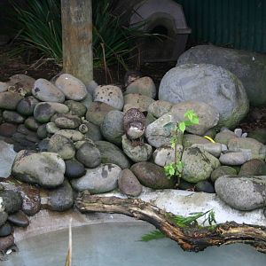 Brooklands Zoo - Asian Small-clawed Otter Exhibit