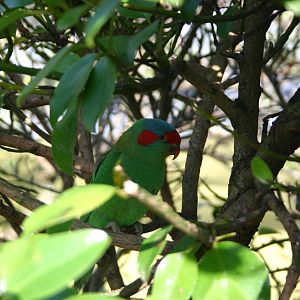 Brooklands Zoo - Musk Lorikeet