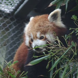 Brooklands Zoo - Red Panda