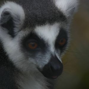 Brooklands Zoo - Ring-tailed Lemur