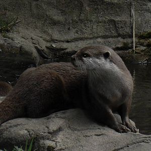 asian short-clawed otter 07/10