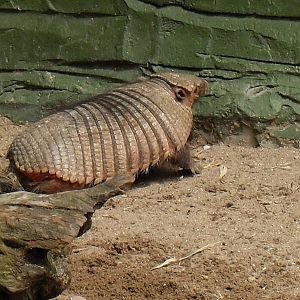 big hairy armadillo? 07/10