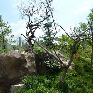 Tiger Trek - Red Panda Exhibit