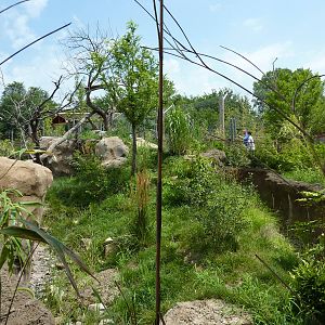 Tiger Trek - Red Panda Exhibit