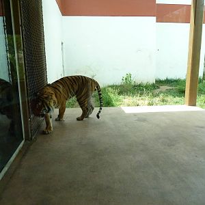 Tiger Trek - Tiger Exhibit