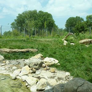 Tiger Trek - Tiger Exhibit
