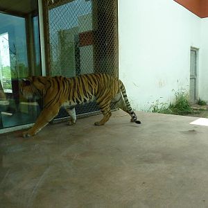 Tiger Trek - Tiger Exhibit