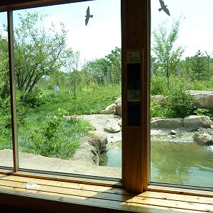 Tiger Trek - Tiger Exhibit