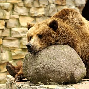 Brown bear at Augsburg Zoo