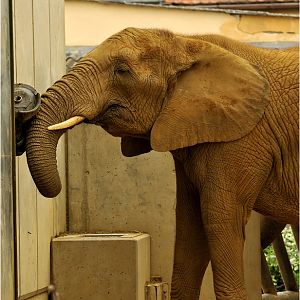 African Elephant at Augsburg Zoo