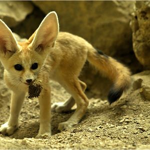 Fennek at Augsburg Zoo