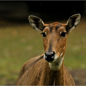 Nilgai at Augsburg Zoo