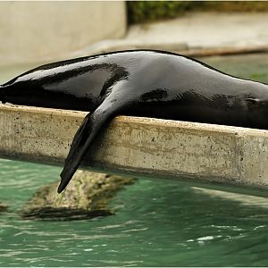 South african furseal at Augsburg Zoo