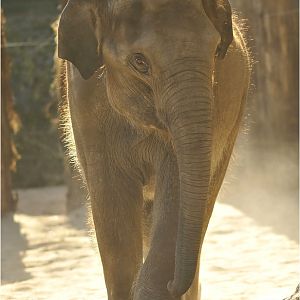 Young elephant at Heidelberg zoo