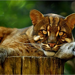 Golden cat at Heidelberg zoo