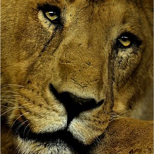 Lion at Heidelberg zoo