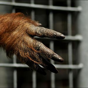 Orang hand at Heidelberg zoo