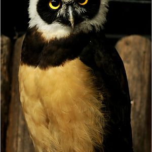 Spectacled Owl at Karlsruhe zoo