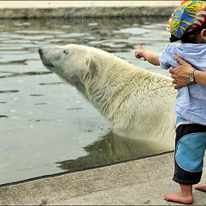 Polar bear at Karlsruhe zoo