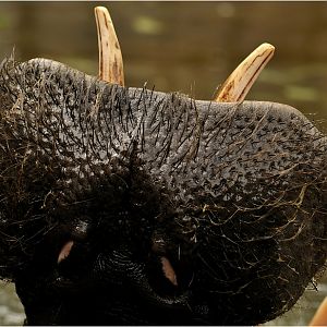 Hippo at Karlsruhe zoo