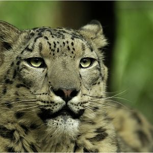 Snow leopard at Karlsruhe zoo