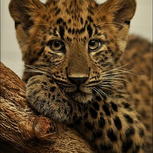 Chinese leopard at Karlsruhe zoo
