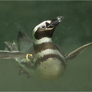 Penguin at Karlsruhe zoo