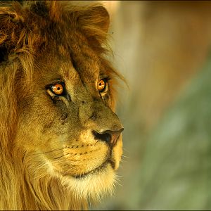 Barbary lion at Neuwied zoo