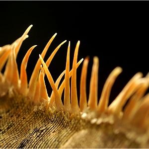 Green iguana at Neuwied zoo