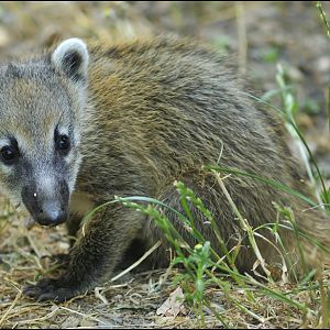 Coati at Neuwied zoo