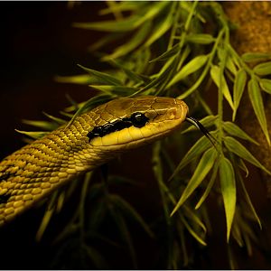 Taiwan beauty snake at Neuwied zoo