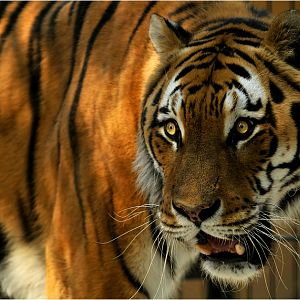 Amur tiger at Neuwied zoo