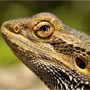 Bearded dragon at erfurt zoo