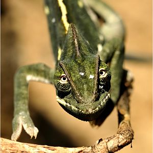 Veiled chameleon at erfurt zoo
